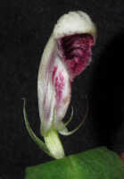Corybas helensis: Corybas helensis S.P.Lyon, photo Stephanie Pimm Lyon, based on S.P. Lyon SPL 459 (holotype L)