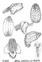 Eria subclausa: Eria subclausa Schltr., from Repert. Spec. Nov. Regni Veg. Beih. 21 (1928) t. 222, fig. 839