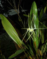 Dendrobium moiorum: Dendrobium moiorum Saputra, Schuit., Wanma & Naive, plant with flowers, cult. and photo Reza Saputra, from Indonesia, Papua Barat Prov., Sorong town, SE margin