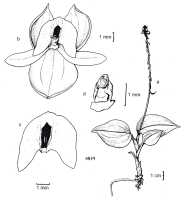 Crepidium kortylewskianum: Crepidium kortylewskianum (Marg.) Schuit. & de Vogel (as Pseudoliparis kortylewskiana) in  Marg., Ann. Bot. Fenn. 42(4) (2005) 289, fig. 17. Drawing by Hanna B. Margoñska.