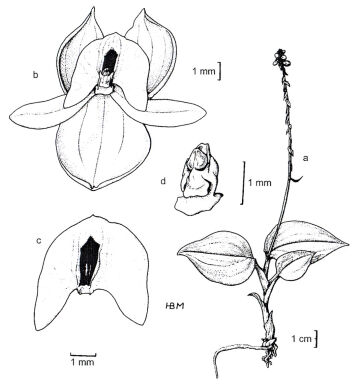 Crepidium kortylewskianum