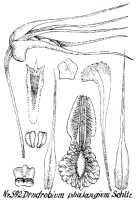 Dendrobium phalangium: Dendrobium phalangium Schltr., drawing R. Schlechter in Repert. Spec. Nov. Regni Veg. Beih. 21 (1923) t. 158, fig. 592