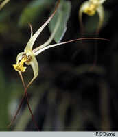 Dendrobium longicolle: Dendrobium longicolle Lindl., flowers, photo P. O'Byrne, based on O'Byrne D1020