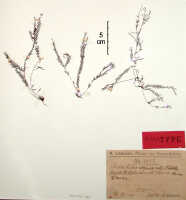 Podochilus warianus: Podochilus warianus Schltr., herbarium sheet, paratype specimen, Schlechter 19427 (paratype specimen BO)