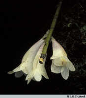 Dendrobium lawesii: Dendrobium lawesii F.Muell., flowers, subalbino, photo N.E.G. Cruttwell, based on Cruttwell (9/88, PNG, Bougainville, Mt. Balbi)