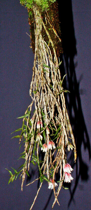 Dendrobium alaticaulinum