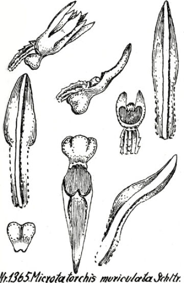 Taeniophyllum muriculatum