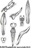 Taeniophyllum muriculatum: Taeniophyllum muriculatum (Schltr.) Kocyan & Schuit. (as Microtatorchis muriculata Schltr.), drawing R. Schlechter in Repert. Spec. Nov. Regni Veg. Beih. 21 (1928) t. 354, fig. 1365
