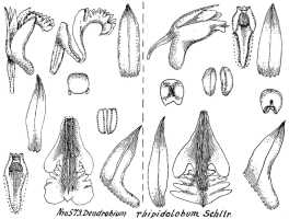 Dendrobium rhipidolobum: Dendrobium rhipidolobum Schltr., drawing R. Schlechter in Repert. Spec. Nov. Regni Veg. Beih. 21 (1923) t. 153, fig. 573