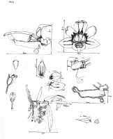 Robiquetia wariana: Robiquetia wariana (Schltr.) Kocyan & Schuit., as Malleola wariana Schltr., drawing P. O'Byrne in Lowland Orchids of New Guinea (1994) 511