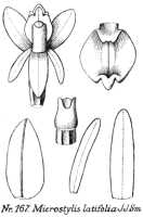 Crepidium ophrydis: Crepidium ophrydis (J.Koenig) M.A.Clem. & D.L.Jones (as Microstylis latifolia (Sm.) J.J.Sm.), drawing R. Schlechter in Repert. Spec. Nov. Regni Veg. Beih. 21 (1923) t. 49, fig. 167