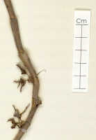 Dendrobium pulleanum: Dendrobium pulleanum J.J.Sm., detail of isotype specimen: Bogor cult. (Branderhorst) 225 b (L)