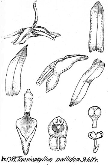 Taeniophyllum pallidum