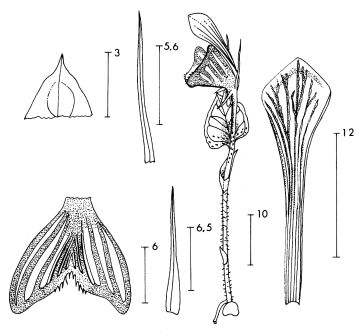 Corybas fenestratus
