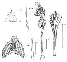 Corybas fenestratus: Corybas fenestratus P.Royen, as Corybas fenestrata, draughtsperson not known, possibly Pieter van Royen, in Phanerog. Monogr. 16 (1983)  85, fig. 49