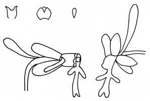 Calanthe micrantha: Calanthe tenuis Gilli, drawing A. Gilli in Ann. Naturhist. Mus. Wien 84, B (1980 publ. 1983) 20 (non Ames & C.Schweinf.), based on Gilli 347 (holotype W)