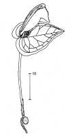 Corybas arfakensis: Corybas arfakensis (J.J.Sm.) Schltr., draughtsperson not known, possibly Pieter van Royen, in Phanerog. Monogr. 16 (1983) 77, fig. 45
