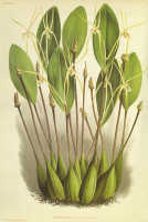 Dendrobium inauditum: Dendrobium inauditum Rchb.f, from Lindenia 2 (1886) t. 66