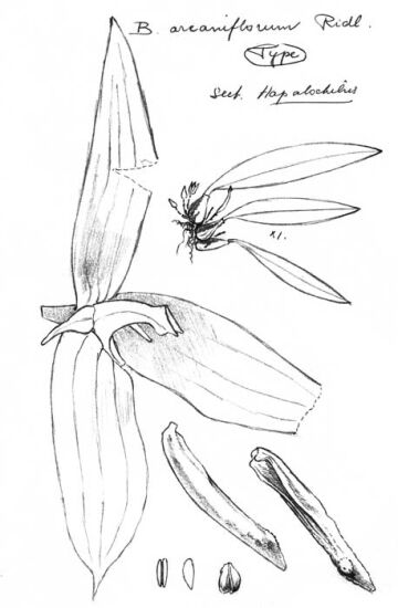Bulbophyllum arcaniflorum
