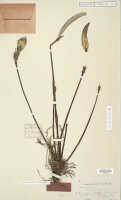 Dendrobium isthmiferum: Dendrobium isthmiferum J.J.Sm., holotype specimen: Docters van Leeuwen 10017 (L)