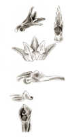 Taeniophyllum triangulipetalum: Taeniophyllum triangulipetalum (J.J.Sm.) Kocyan & Schuit. (as Microtatorchis triangulipetala J.J.Sm.), floral analysis, drawing J.J. Smith, based on Docters van Leeuwen 9970