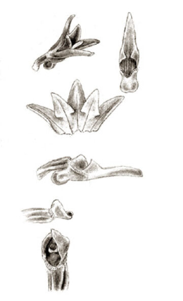 Taeniophyllum triangulipetalum