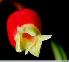 Mediocalcar versteegii subsp. intermedium: Mediocalcar versteegii J.J.Sm. subsp. intermedium Schuit., flower, front view, photo E.F. de Vogel, Leiden cult. 20030264