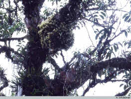 Dendrobium chrysotropis: Dendrobium chrysotropis Schltr., in situ, near Tari, PNG, photo A. Schuiteman
