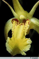 Dendrobium mekynosepalum: Dendrobium mekynosepalum Schltr., flower detail, photo P. Jongejan, based on Jongejan 992