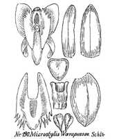 Crepidium warapussae: overview picture