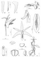 Dendrobium sexcostatum: Dendrobium sexcostatum de Vogel. drawing Eline Hoogendijk in De Vogel, van Vugt & Hoogendijk, Malesian Orchid Journal 22 (2018) 114, fig 36