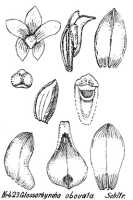 Glomera obovata: Glomera obovata (Schltr.) J.J.Sm., as Glossorhyncha obovata Schltr., from Repert. Spec. Nov. Regni Veg. Beih. 21 (1923) t. 113, fig. 423