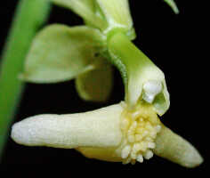 Calanthe cremeoviridis: Calanthe cremeoviridis J.J.Wood, centre of flower, oblique lateral view, photo Ed de Vogel, Leiden cult. 20032233, from Papua New Guinea, Westerm Highlamds Prov.