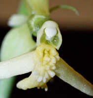 Calanthe cremeoviridis: Calanthe cremeoviridis J.J.Wood, centre of flower, oblique front view, photo Ed de Vogel, Leiden cult. 20032233, from Papua New Guinea, Westerm Highlamds Prov.
