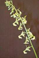 Calanthe cremeoviridis: Calanthe cremeoviridis J.J.Wood, inflorescence, photo Ed de Vogel, Leiden cult. 20032233, from Papua New Guinea, Westerm Highlamds Prov.