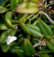 Dendrobium albiflorum: Dendrobium albiflorum Ridl.,  plant habit, photo Ed de Vogel, National Capital Botanic Garden Port Moresby cult. s.n., from Papua New Guinea, without locality