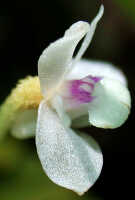 Dendrobium albiflorum: Dendrobium albiflorum Ridl.,  flower, lateral view, photo Ed de Vogel, National Capital Botanic Garden Port Moresby cult. s.n., from Papua New Guinea, without locality