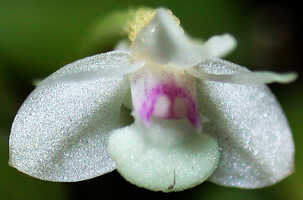 Dendrobium albiflorum: Dendrobium albiflorum Ridl.,  flower, front view, photo Ed de Vogel, National Capital Botanic Garden Port Moresby cult. s.n., from Papua New Guinea, without locality