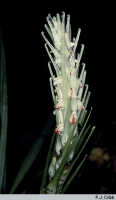 Styloglossum rhodochilum var. reconditiflorum: Styloglossum  rhodochilum (Schltr.) T.Yukawa & P.J.Cribb var. reconditiflorum (J.J.Sm.) T.Yukawa & P.J.Cribb, inflorescence, photo P.J. Cribb, ex Papua (Indonesia), Pass Valley
