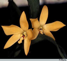 Dendrobium auricolor: Dendrobium auricolor J.J.Sm., flowers, photo P. O'Byrne, based on O'Byrne D1042