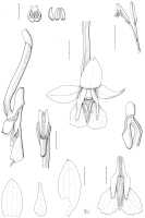 Dendrobium repandum: Dendrobium repandum Schuit.& de Vogel, Malesian Orchid J. 9 (2012, publ. 2011) 7, fig. 4-5. Drawn by Mutsuko Nakajima from type: Royal Botanic Garden Edinburgh cult. C4612 (Woods 152A)