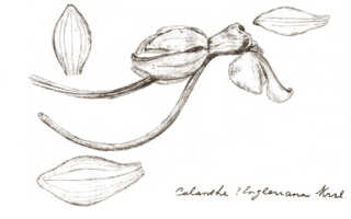 Calanthe triplicata: Calanthe engleriana Kraenzl., drawing J.J. Smith, from Versteeg 1103