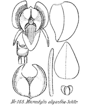 Crepidium oliganthum