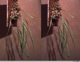 Bulbophyllum cyrtophyllum: Bulbophyllum cyrtophyllum J.J.Verm., plant habit, photo P. Jongejan, collection Royal Botanic Gardens, Kew, cult. P. Jongejan 1310, (holotype)