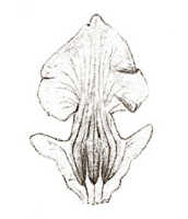 Eria peraffinis: overview picture