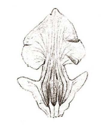 Eria peraffinis