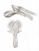 Dendrobium legareiense: Dendrobium legareiense J.J.Sm. var. rouffaerense J.J.Sm., drawing J.J. Smith, based on Docters van Leeuwen 10333