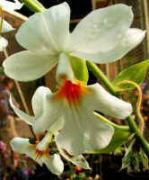 Calanthe vestita: Calanthe vestita Wall. ex Lindl, flower, photo Ed de Vogel, based on Queen Sirikit Botanic Gardens Chiang Mai cult, s.n., from Thailand