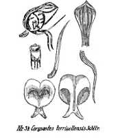 Corybas torricellensis: overview picture