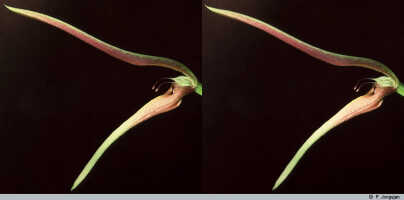 Bulbophyllum antenniferum: Bulbophyllum antenniferum (Lindl.) Rchb.f., flower, lateral view, photo P. Jongejan, collection Royal Botanic Gardens, Kew, T.M. Reeve, cult. P. Jongejan. 110